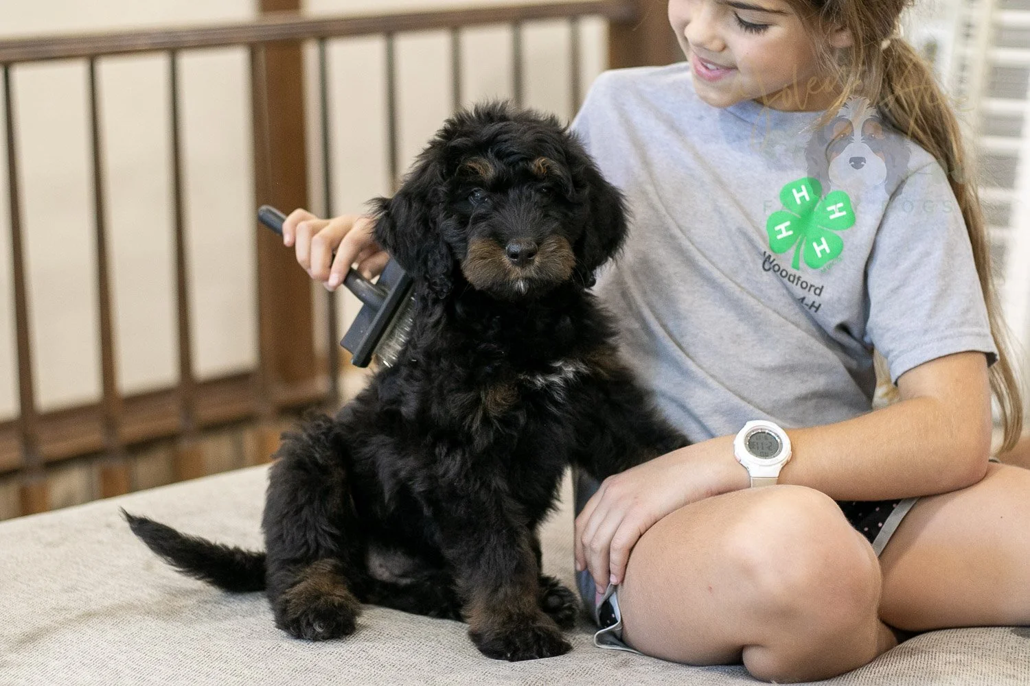 Olympic Bernedoodle Puppy-466.jpg