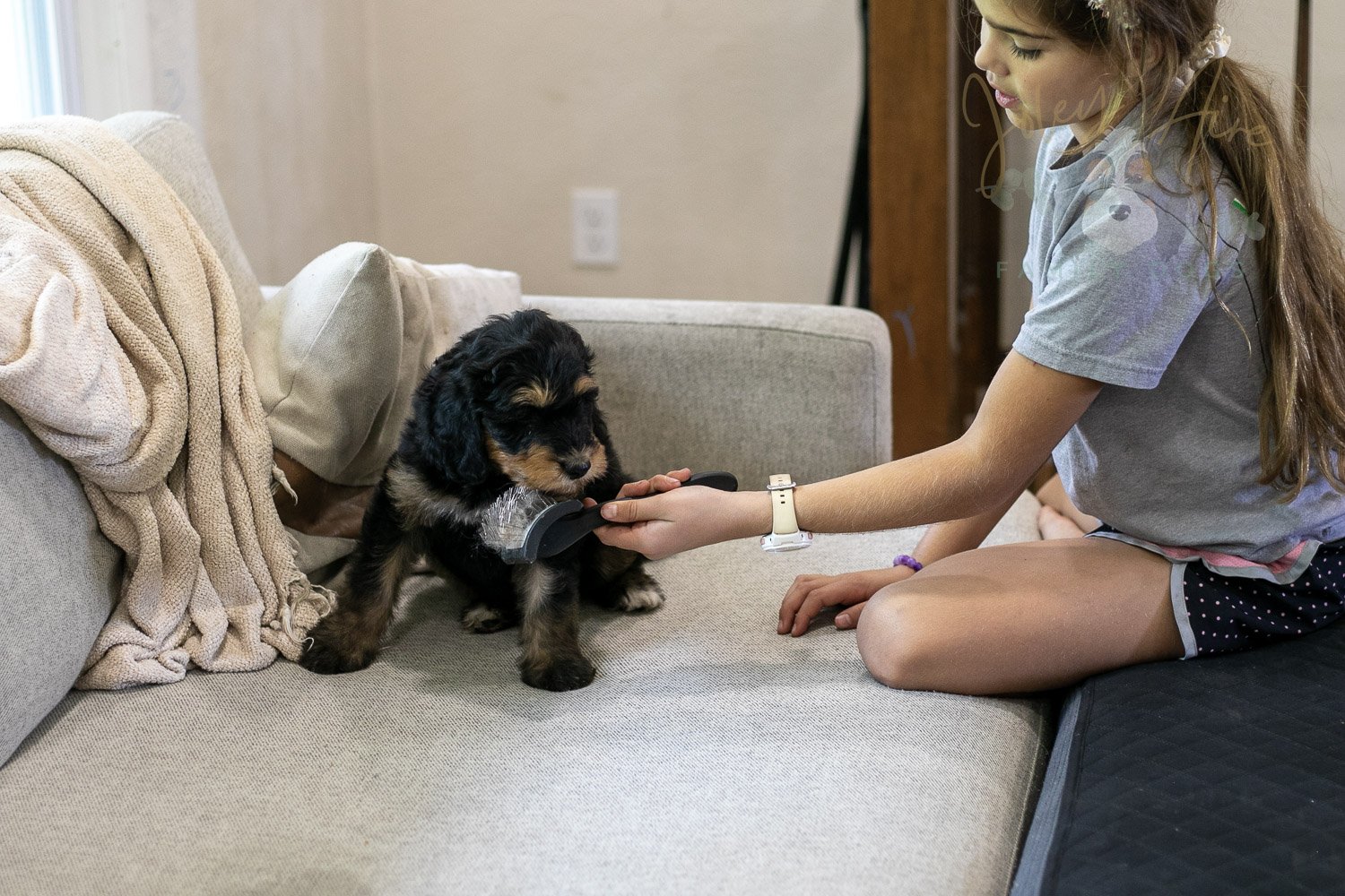 Mini Mae Bernedoodle Puppy-372.jpg