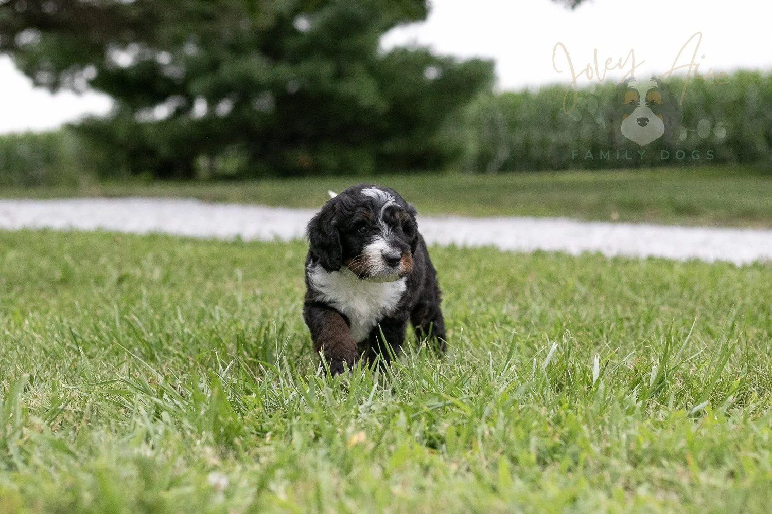 Yosemite Bernedoodle Puppy-04.jpg