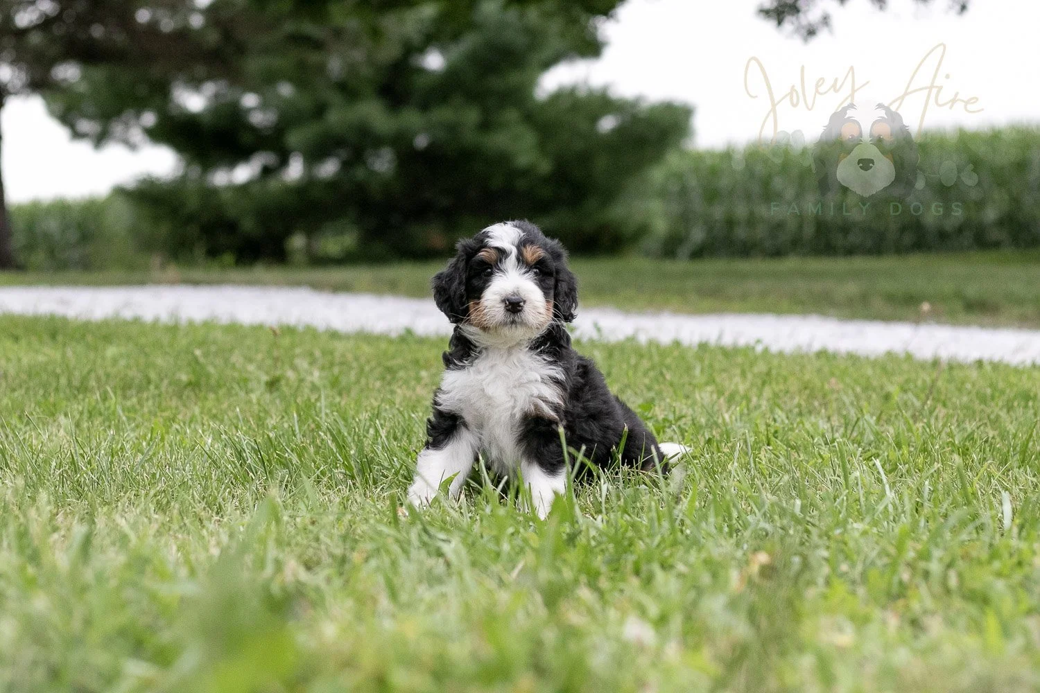 Zion Bernedoodle Puppy-13.jpg