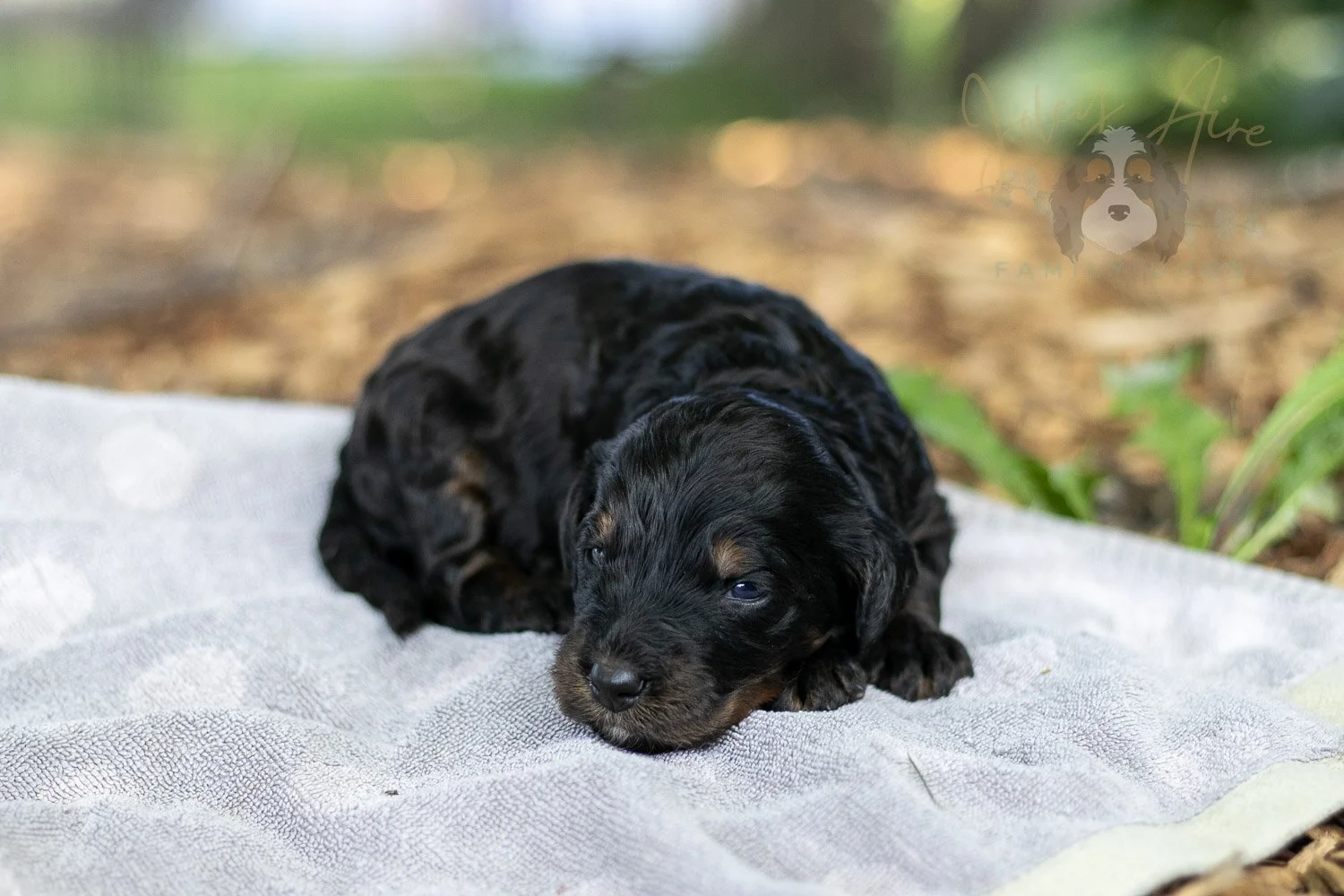 Denali Bernedoodle Puppy-103.jpg