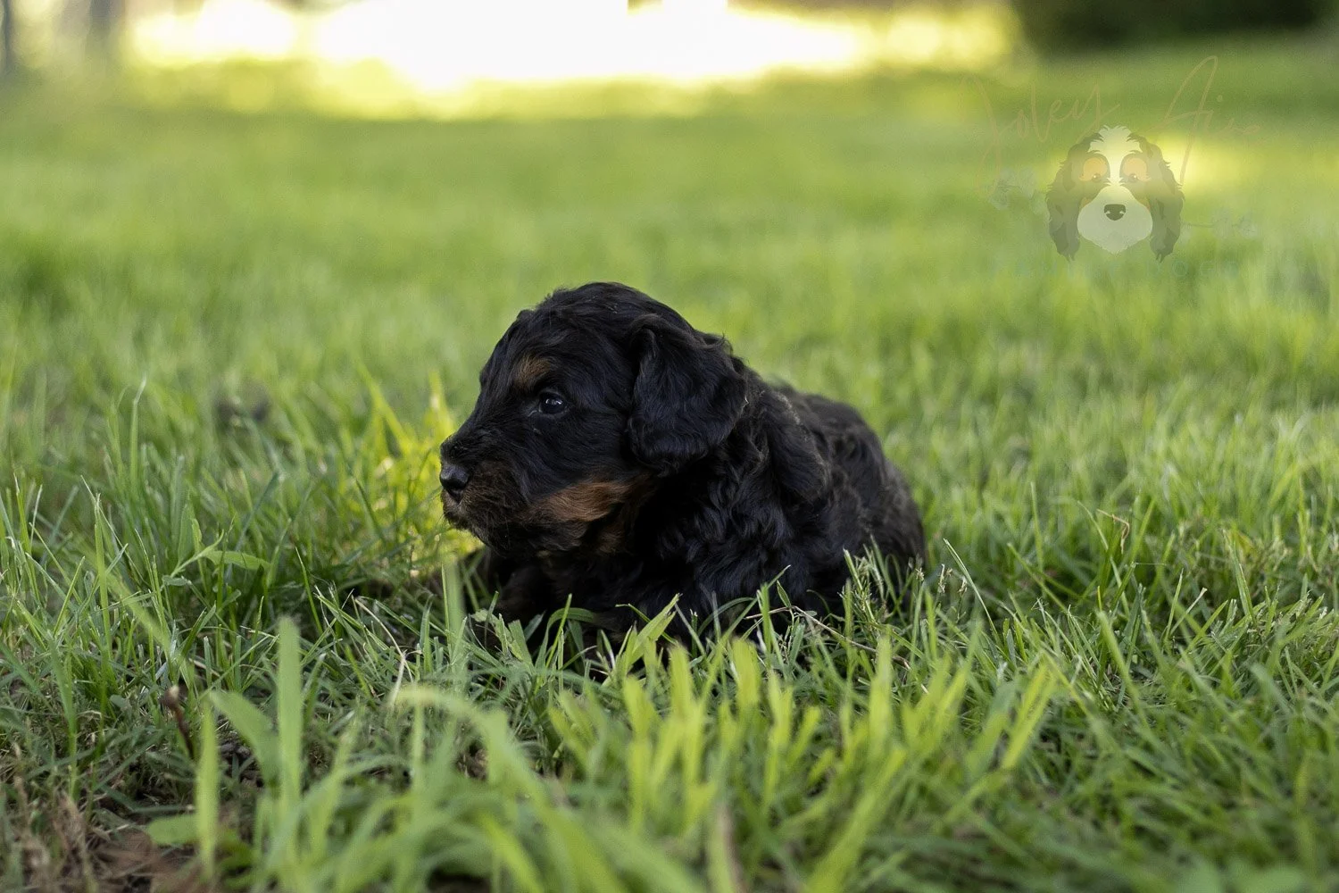 Acadia Bernedoodle Puppy-420.jpg