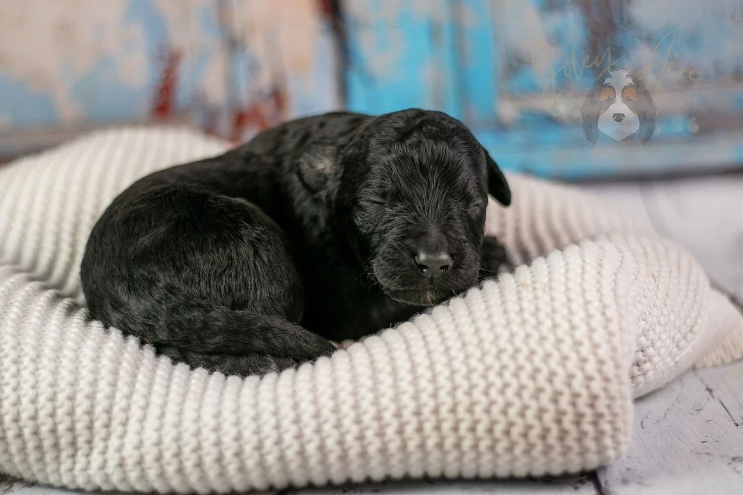 Andy Warhol Bernedoodle Puppy-210.jpg