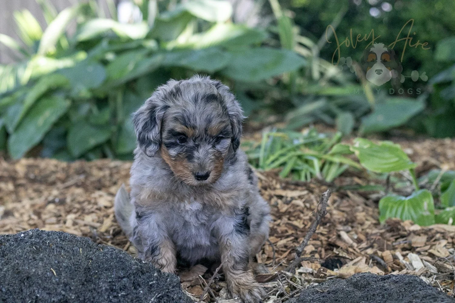 Ukulele Bernedoodle Puppy-15.jpg