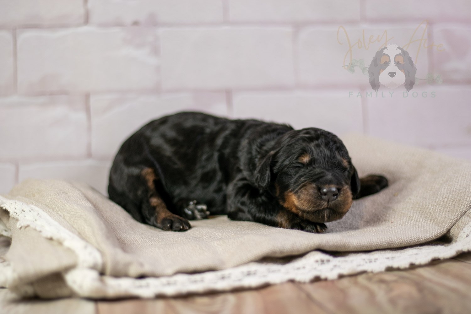 Bryce Bernedoodle Puppy-190.jpg