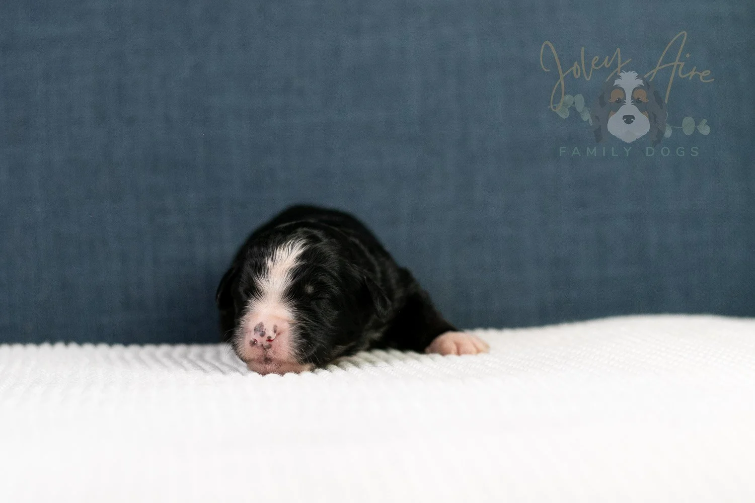 April Bernedoodle Puppy-07.jpg