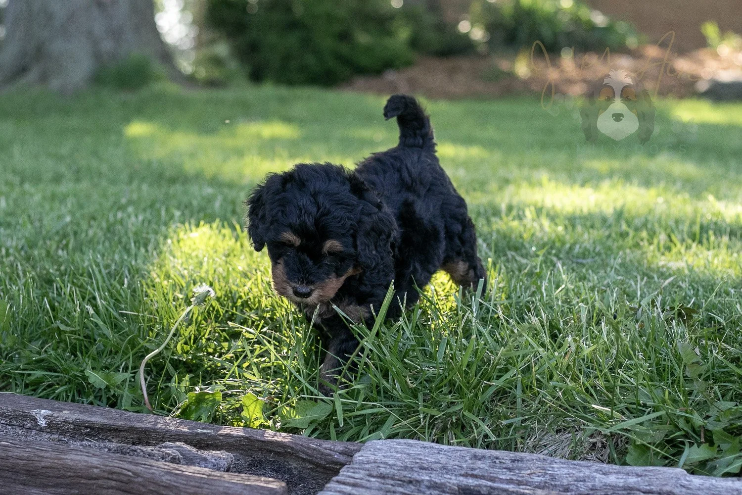 Guitar Bernedoodle Puppy-13.jpg