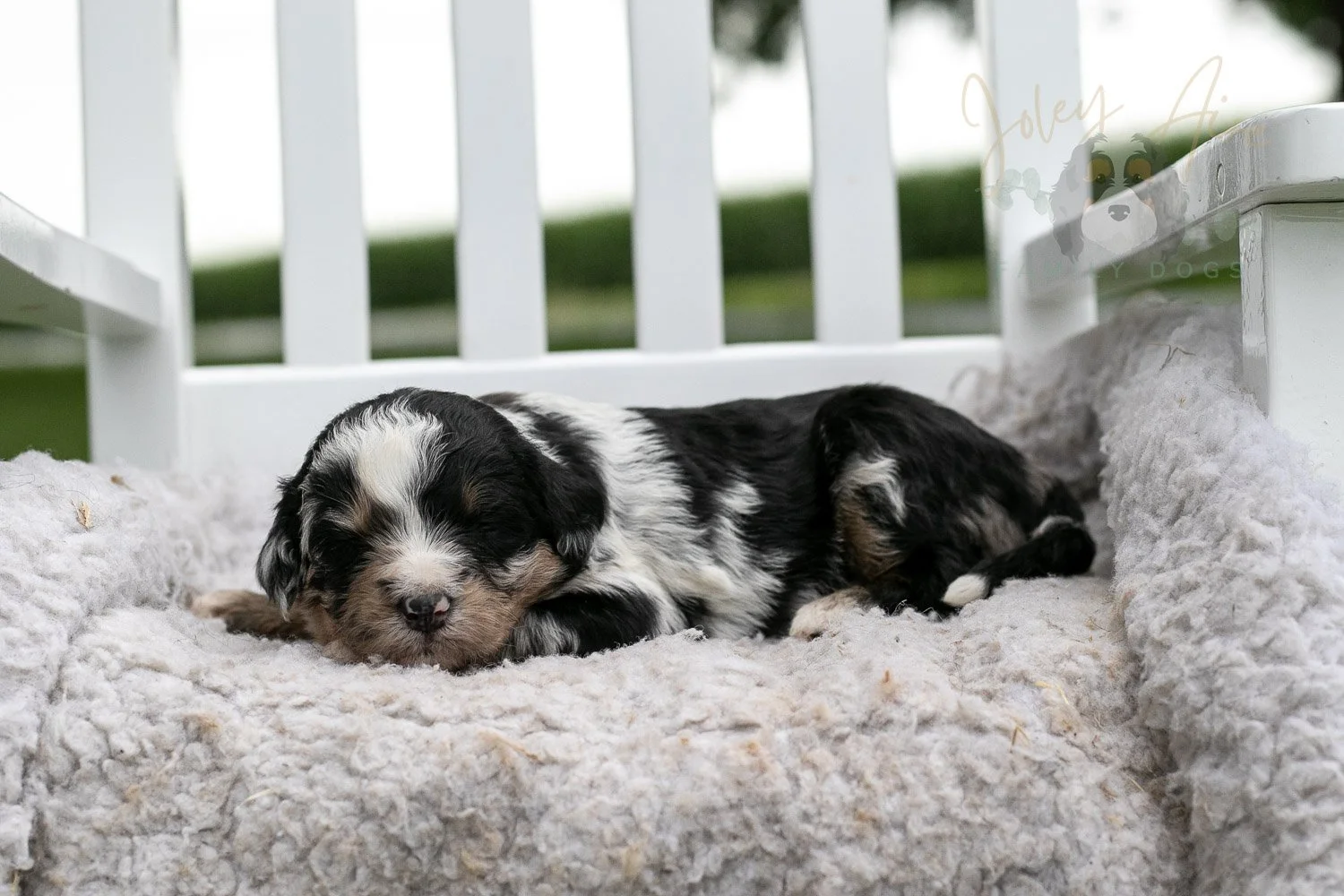 Artemisia Bernedoodle Puppy-667.jpg