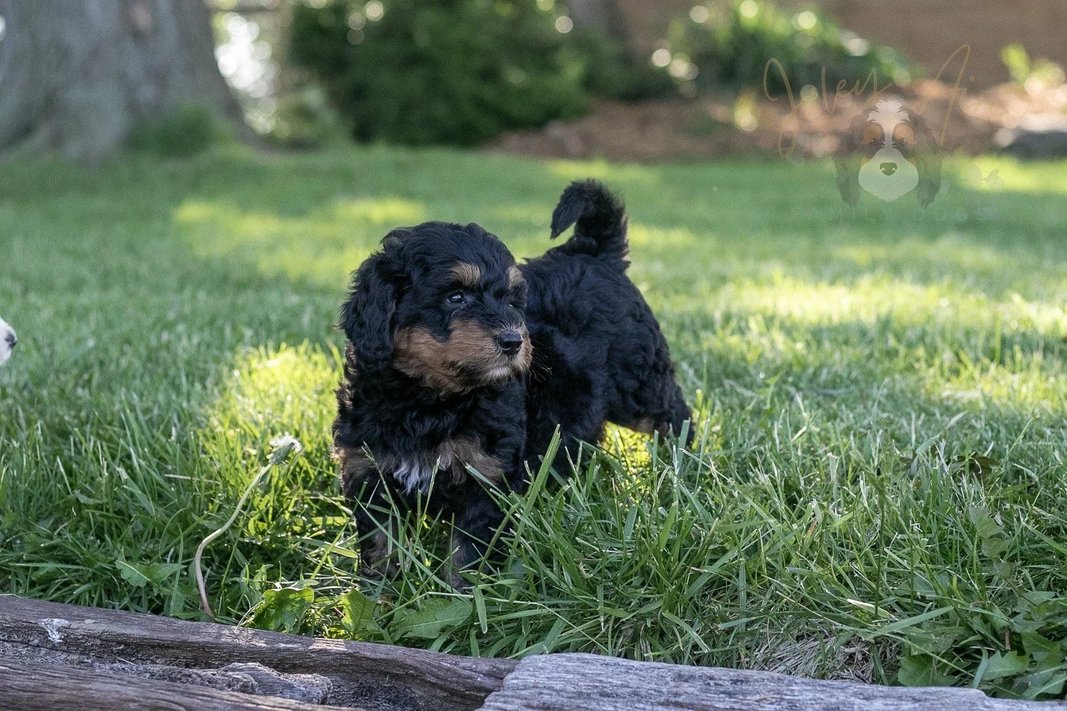 Guitar Bernedoodle Puppy-16.jpg