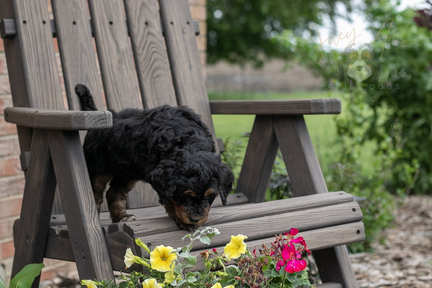 Banjo Bernedoodle Puppy-10.jpg