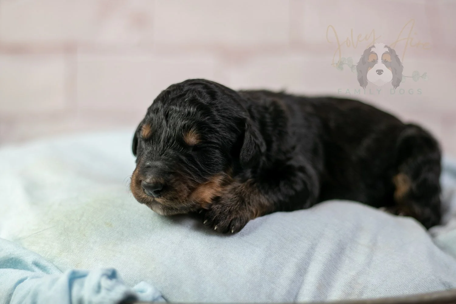 Gilbert Bernedoodle Puppy-099.jpg