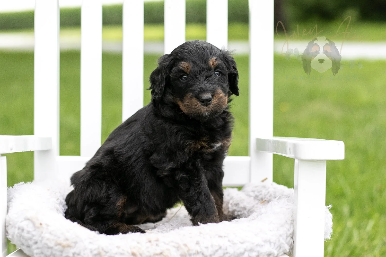 Olympic Bernedoodle Puppy-854.jpg