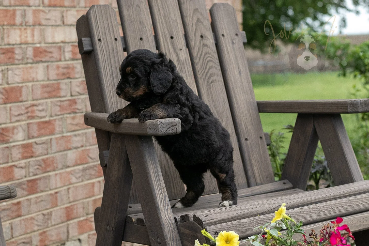 Piano Bernedoodle Puppy-12.jpg