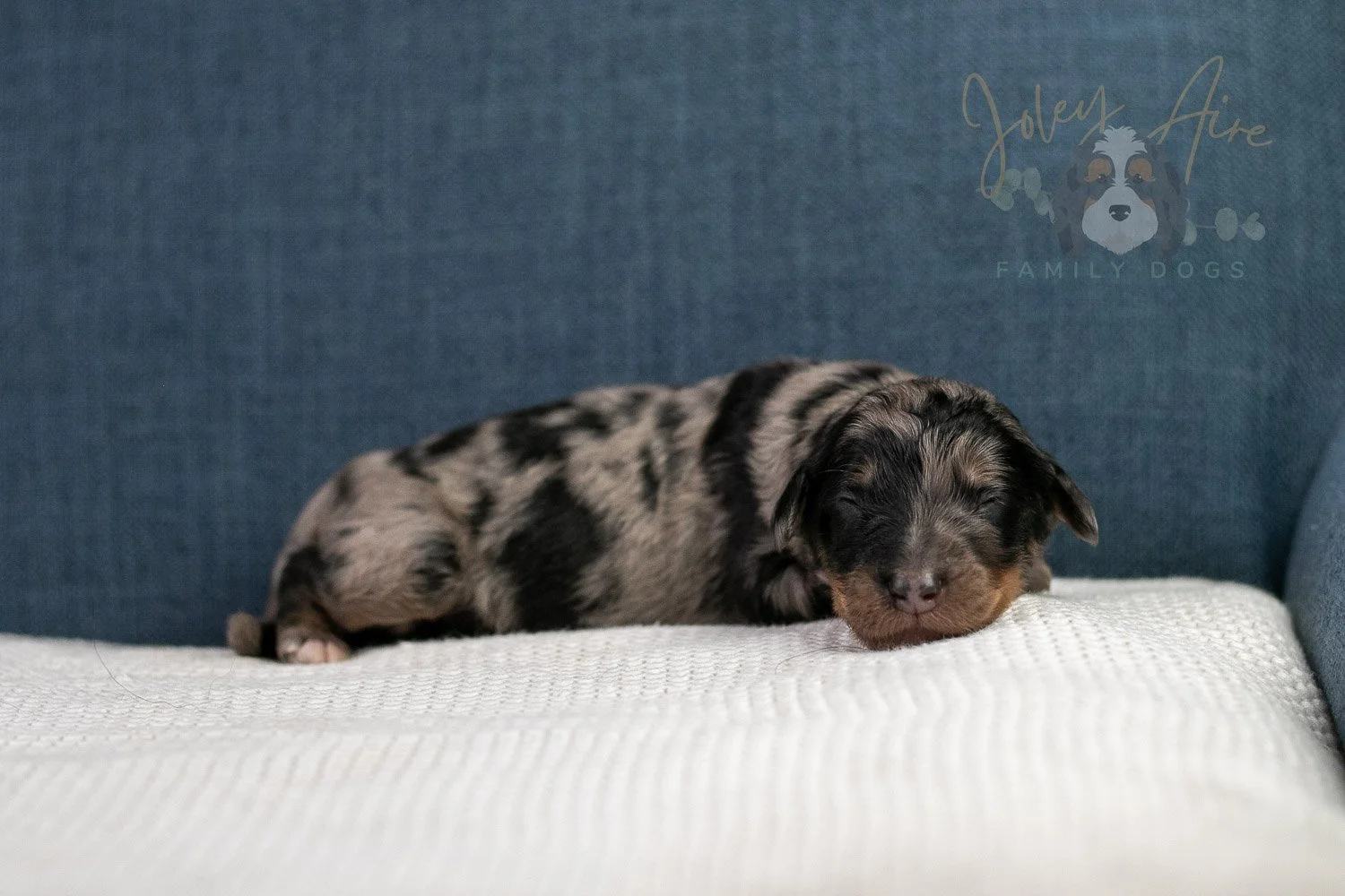 Adam Bernedoodle Puppy-34.jpg