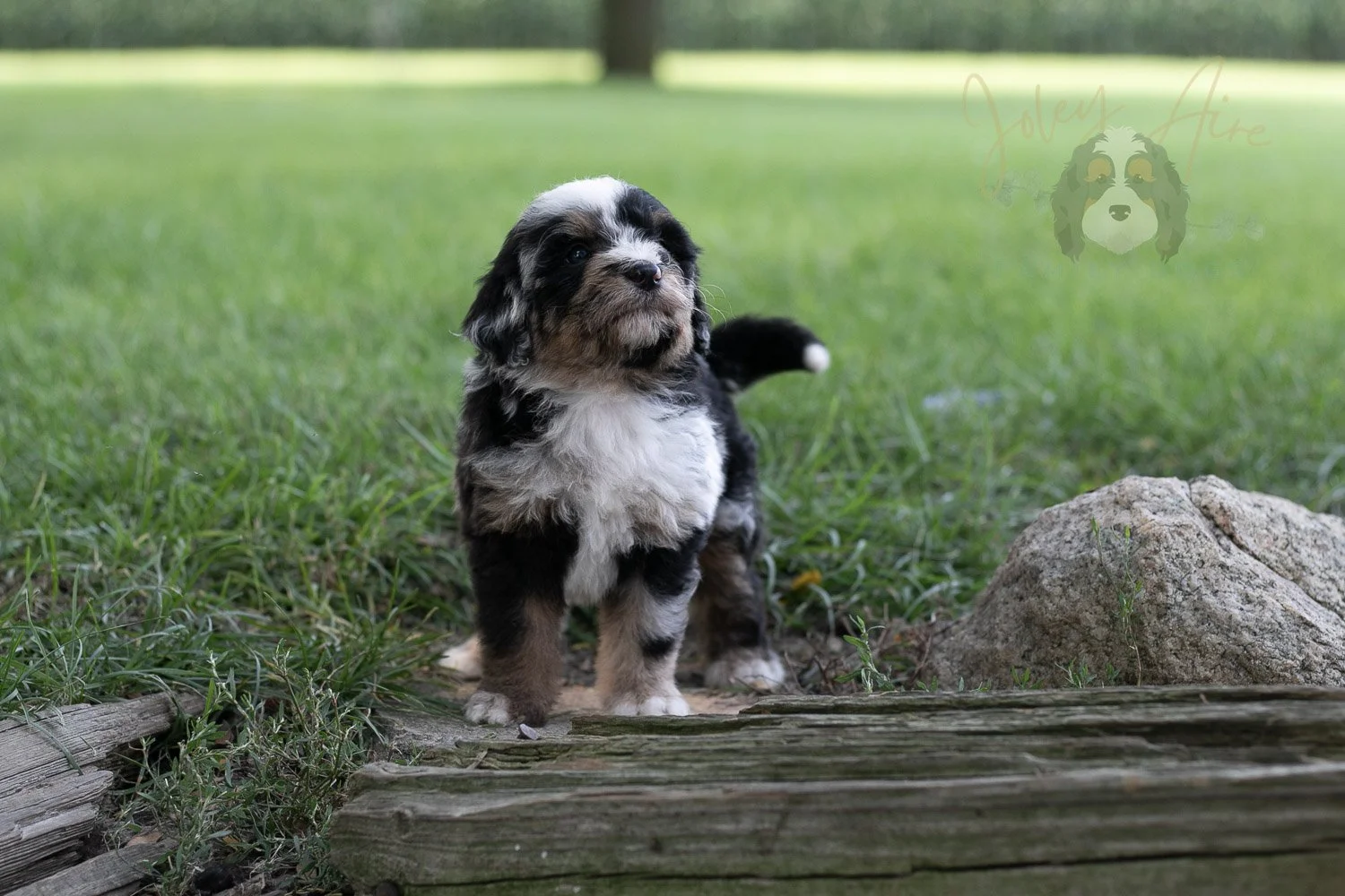 Artemesia Bernedoodle Puppy-128.jpg