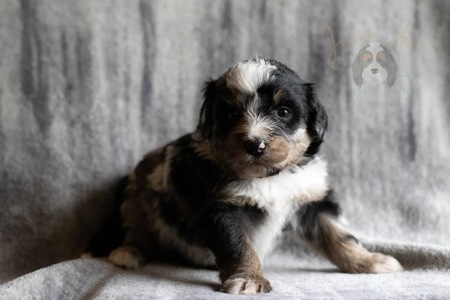 Artemisia Bernedoodle Puppy-132.jpg