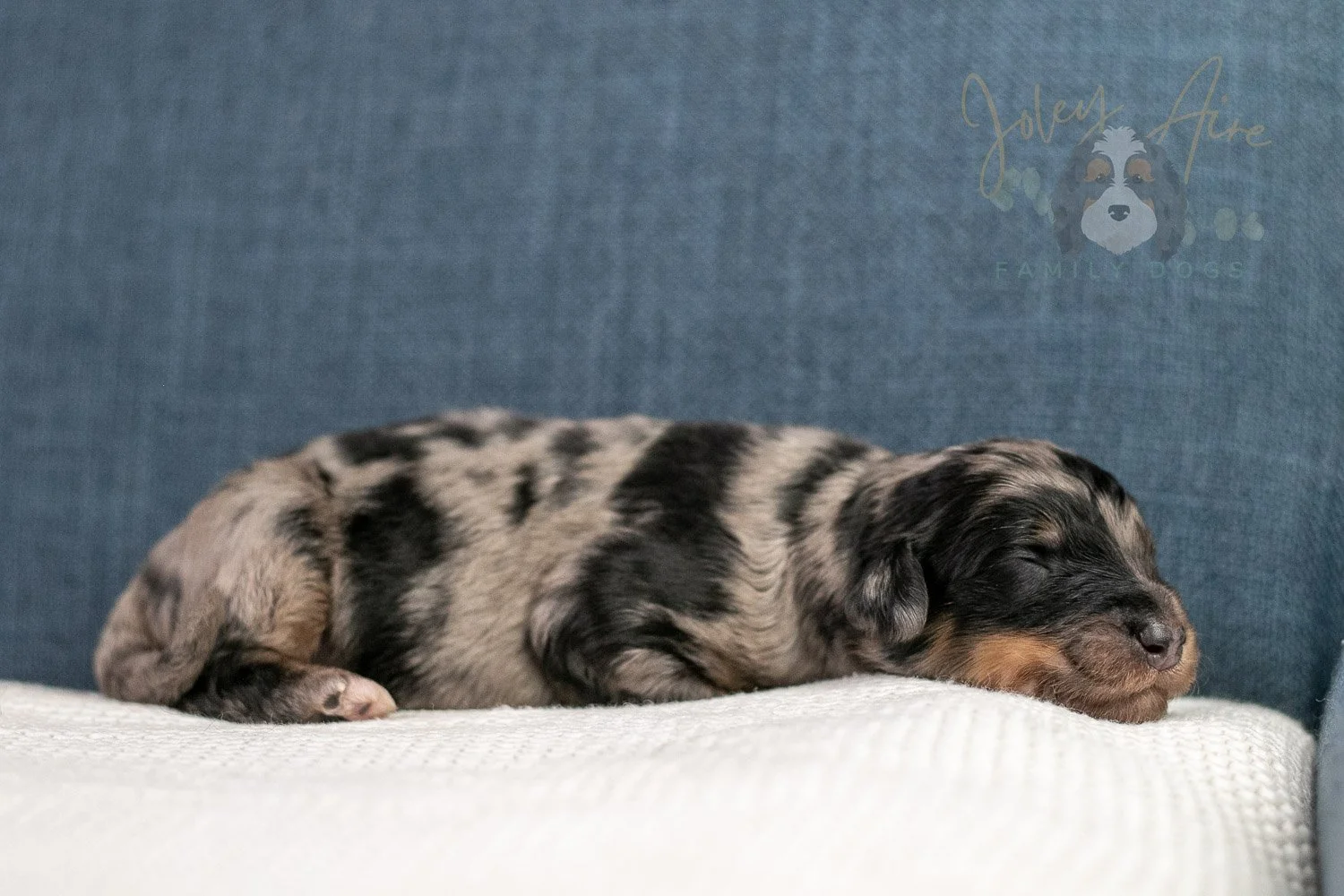 Adam Bernedoodle Puppy-38.jpg
