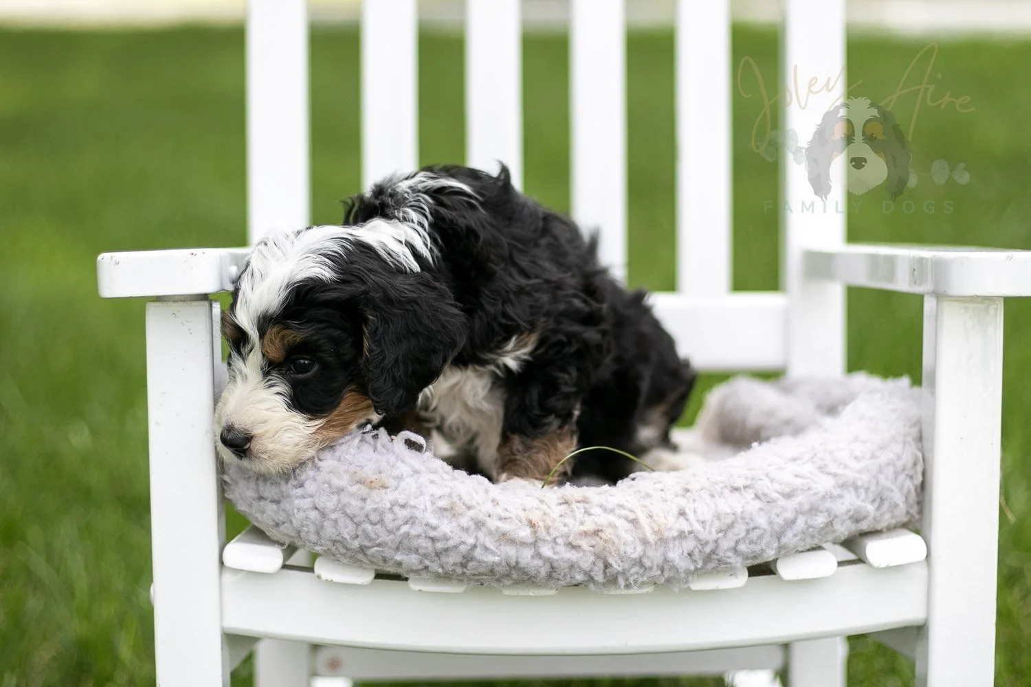 Yellowstone Bernedoodle Puppy-768.jpg