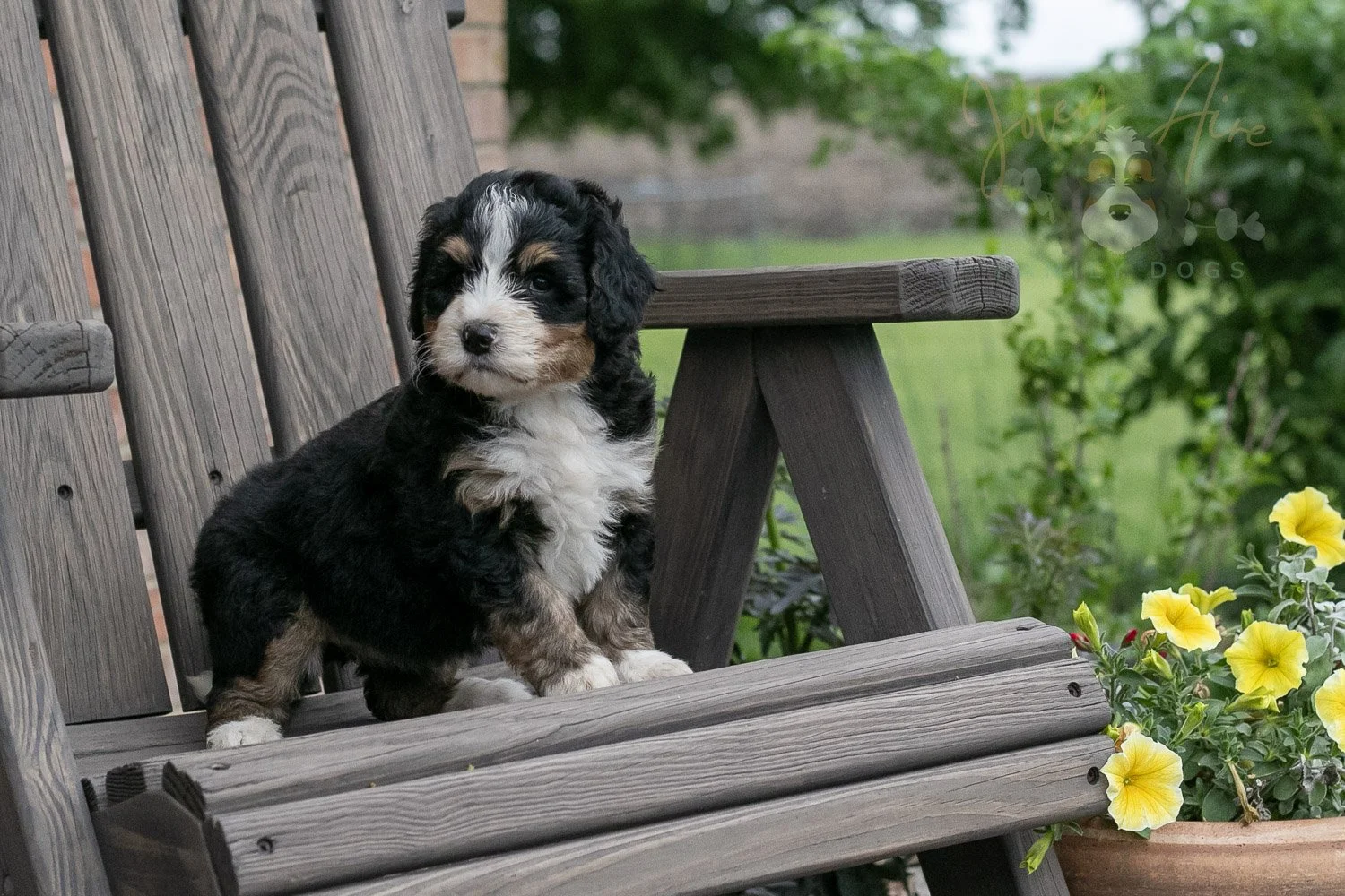 Trumpet Bernedoodle Puppy-2.jpg