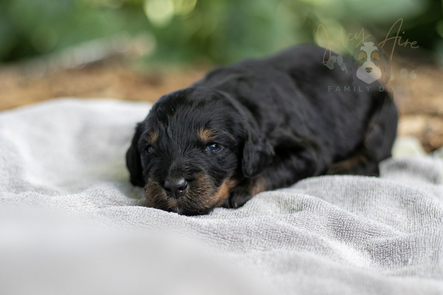 Olympic Bernedoodle Puppy-130.jpg