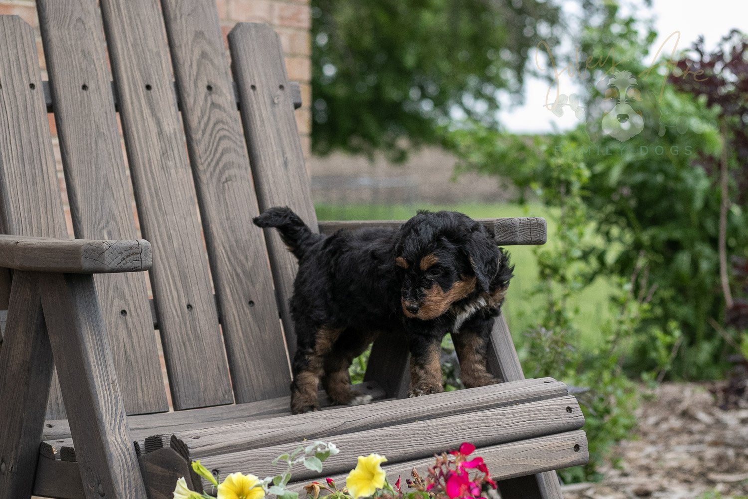 Banjo Bernedoodle Puppy-9.jpg