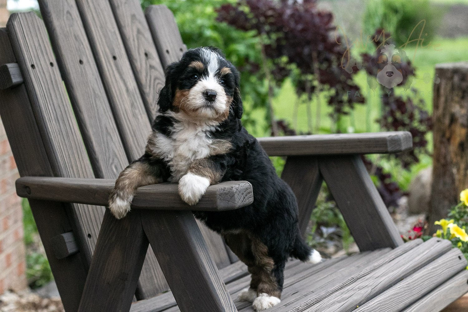 Trumpet Bernedoodle Puppy-16.jpg