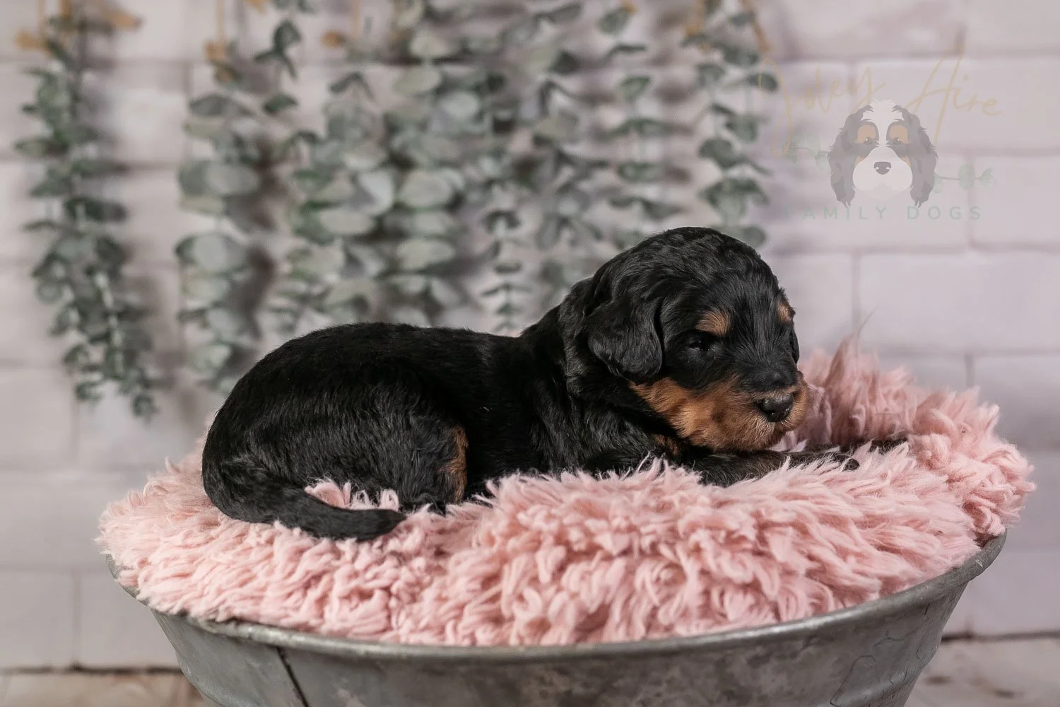 Guitar Bernedoodle Puppy-16.jpg