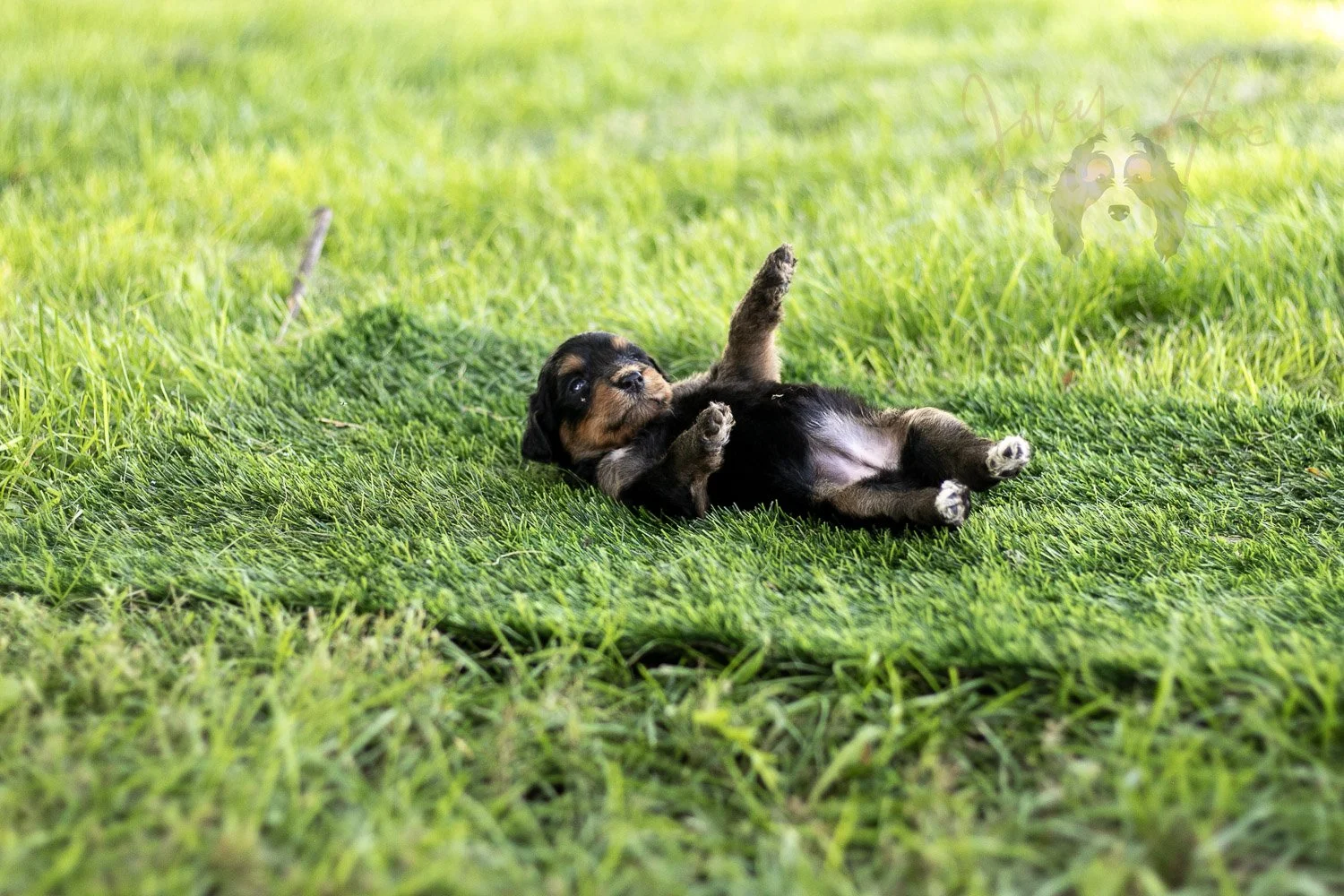 Mini Mae Bernedoodle Puppy-504.jpg
