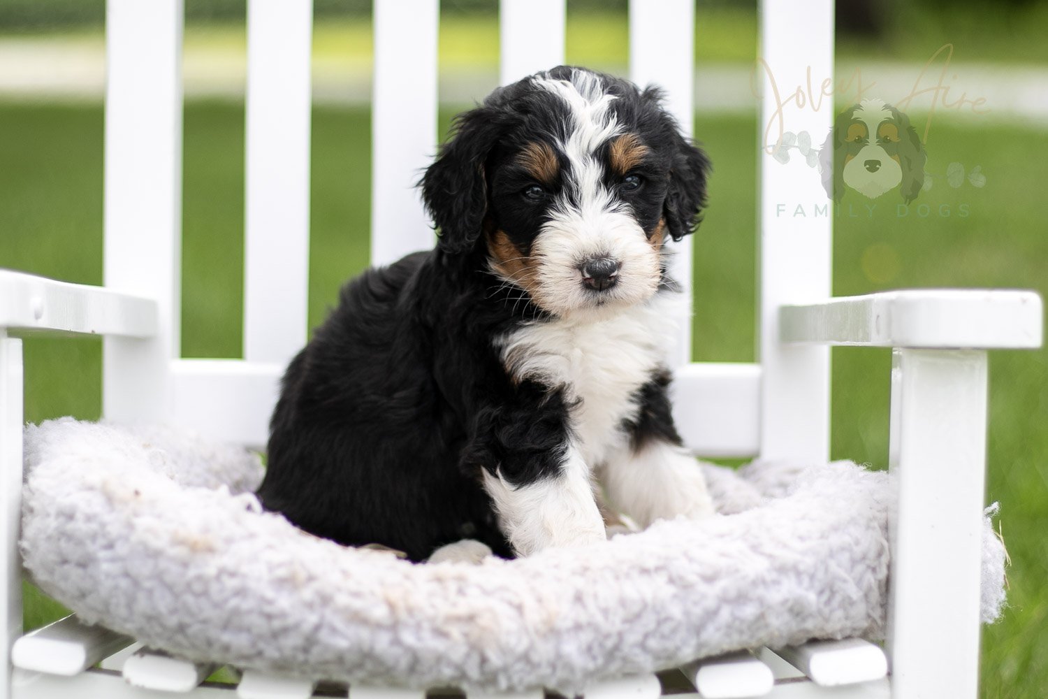 Zion Bernedoodle Puppy-813.jpg
