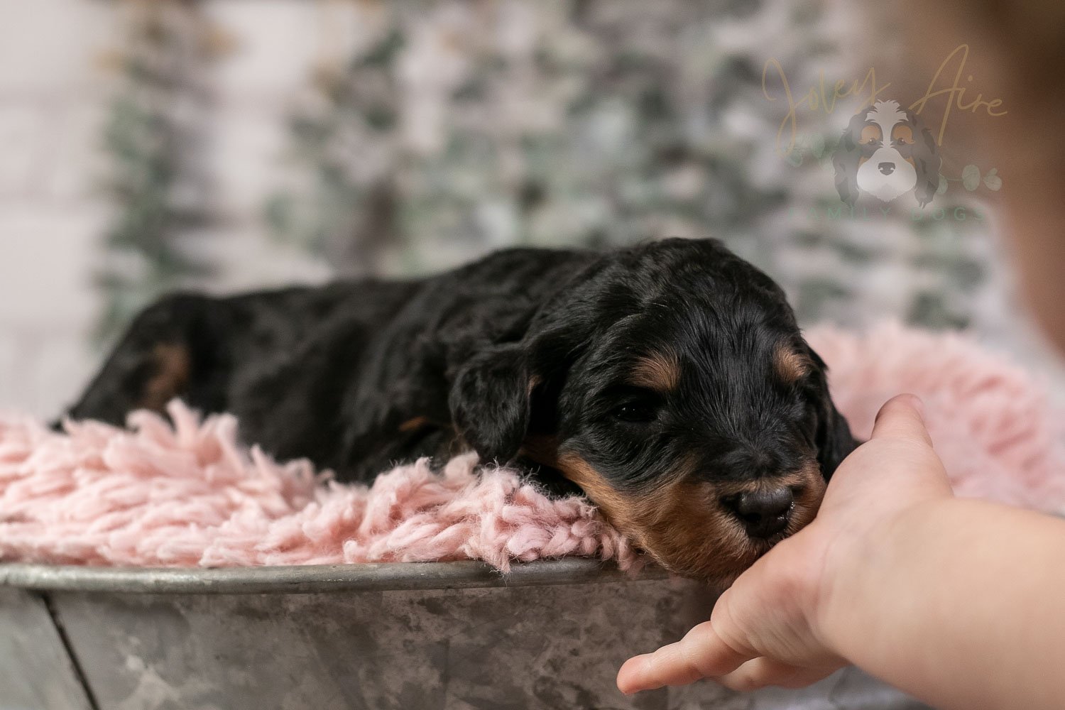 Guitar Bernedoodle Puppy-10.jpg