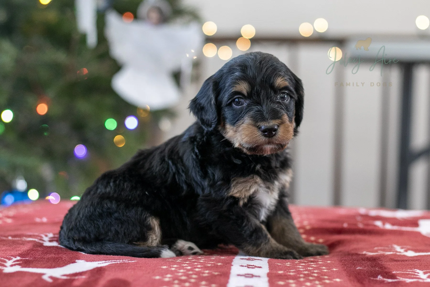 Elbrus - Phantom Bernedoodle Puppy