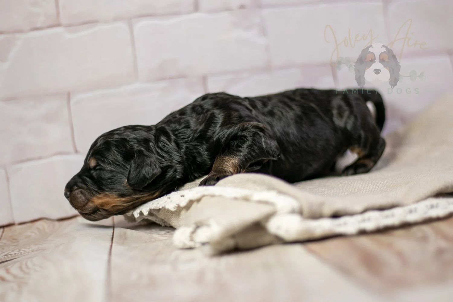 Bryce Bernedoodle Puppy-196.jpg