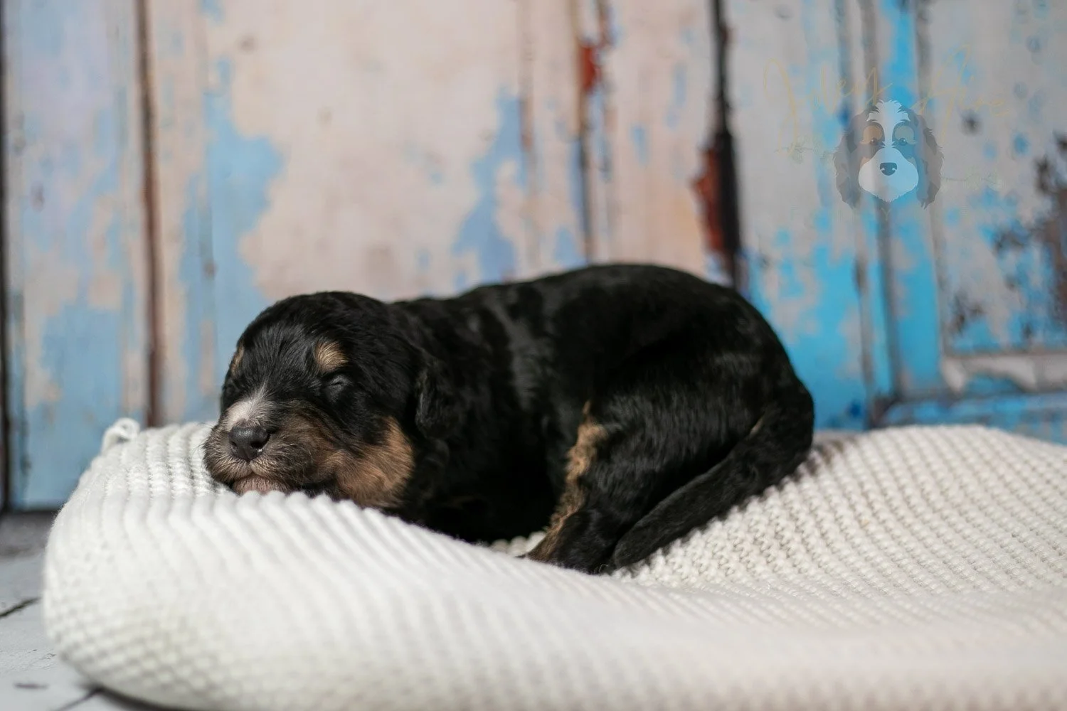 Da Vinci Bernedoodle Puppy-180.jpg