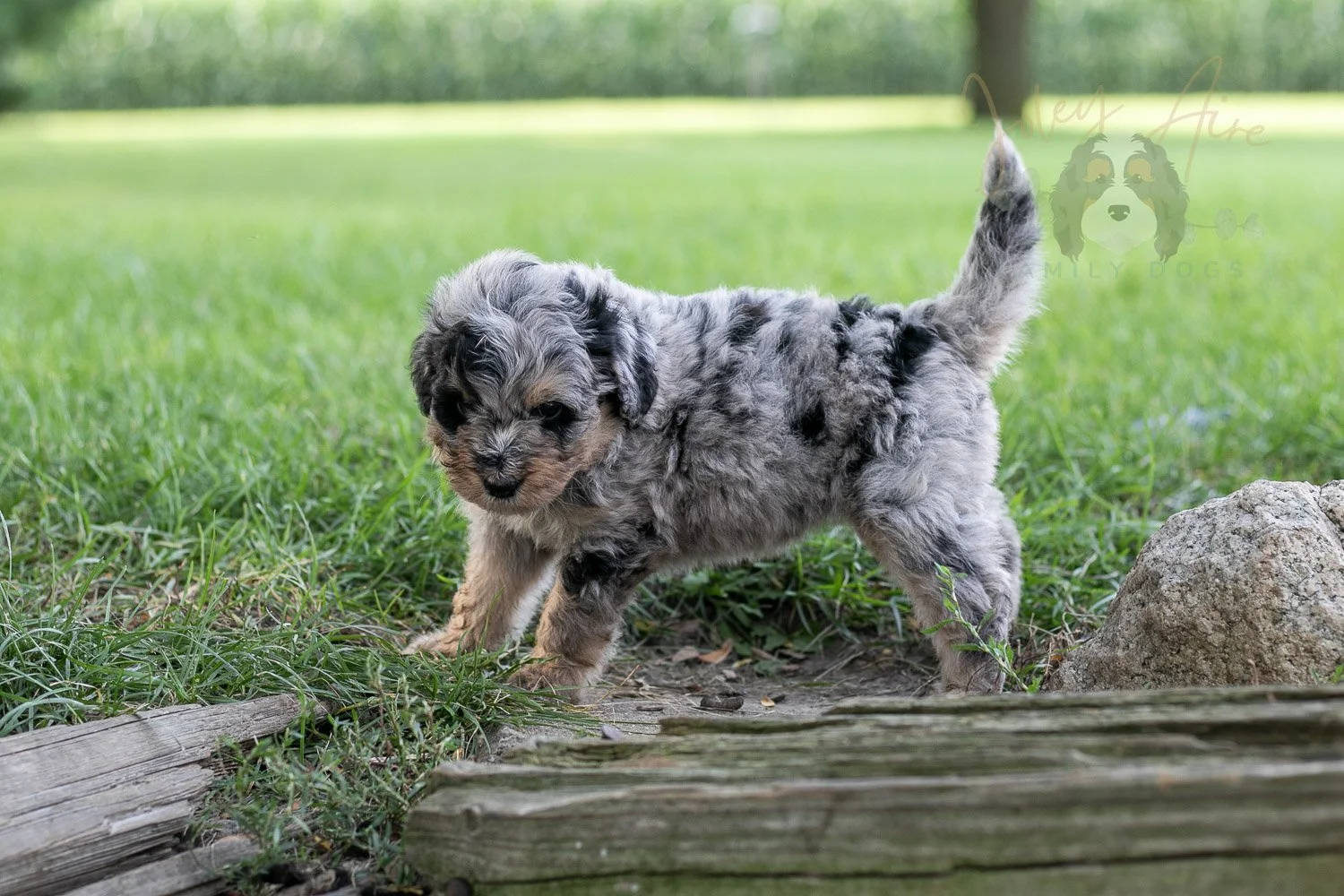 Frida Bernedoodle Puppy-142.jpg