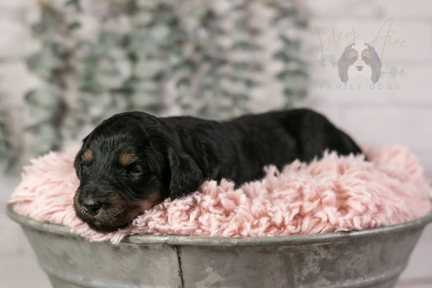 Piano Bernedoodle Puppy-4.jpg