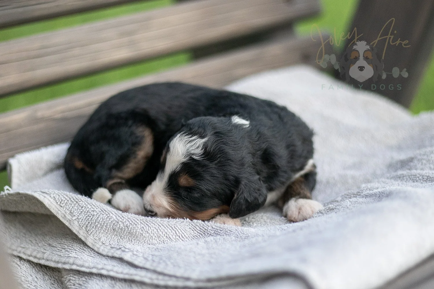 Diana Barry Bernedoodle Puppy-22.jpg