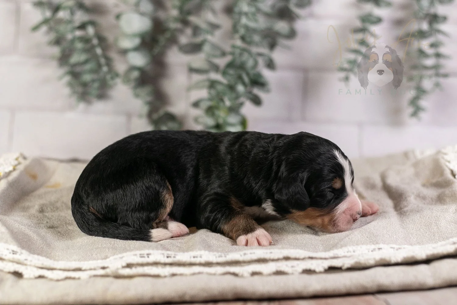 Trumpet Bernedoodle Puppy-4.jpg