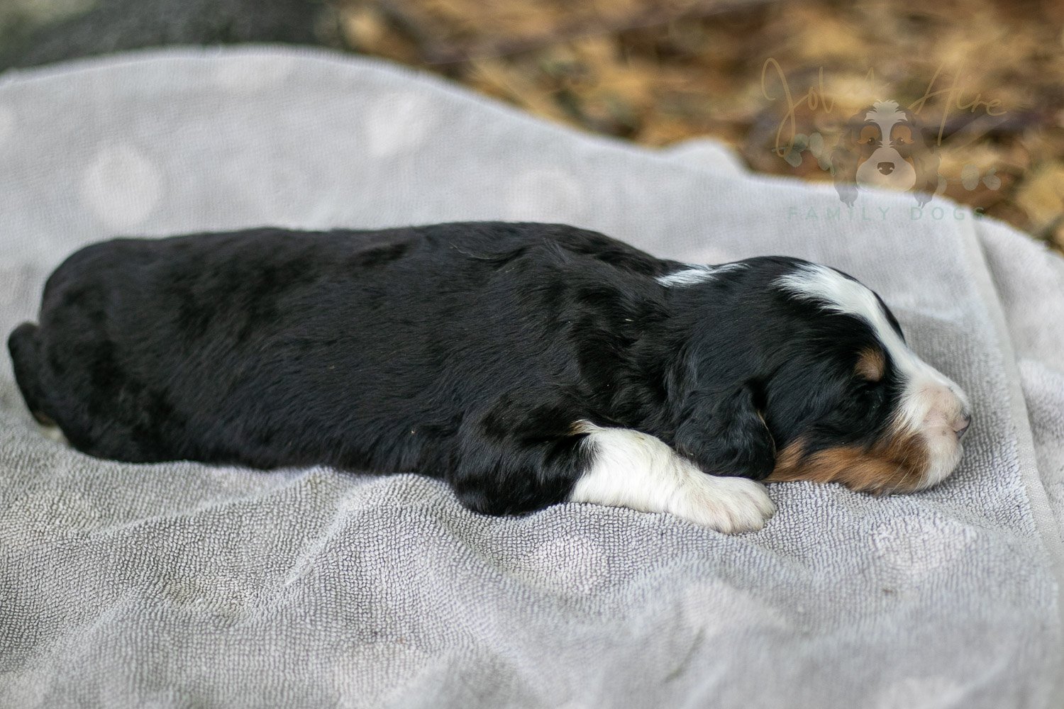 Zion Bernedoodle Puppy-96.jpg