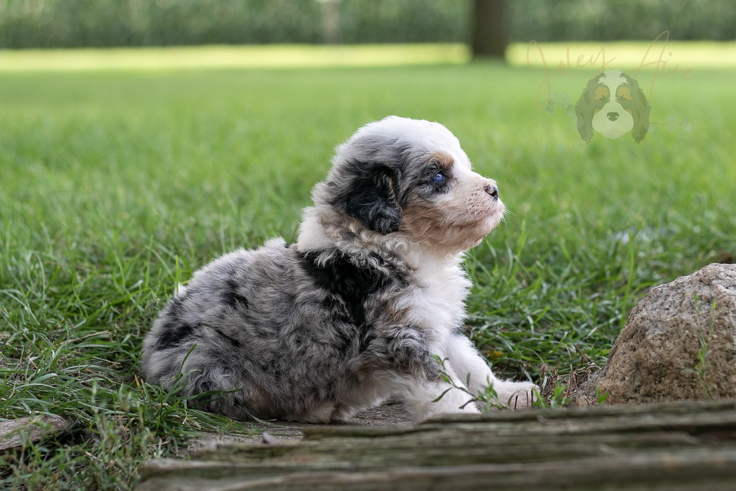 Pablo Picaso Bernedoodle Puppy-199.jpg