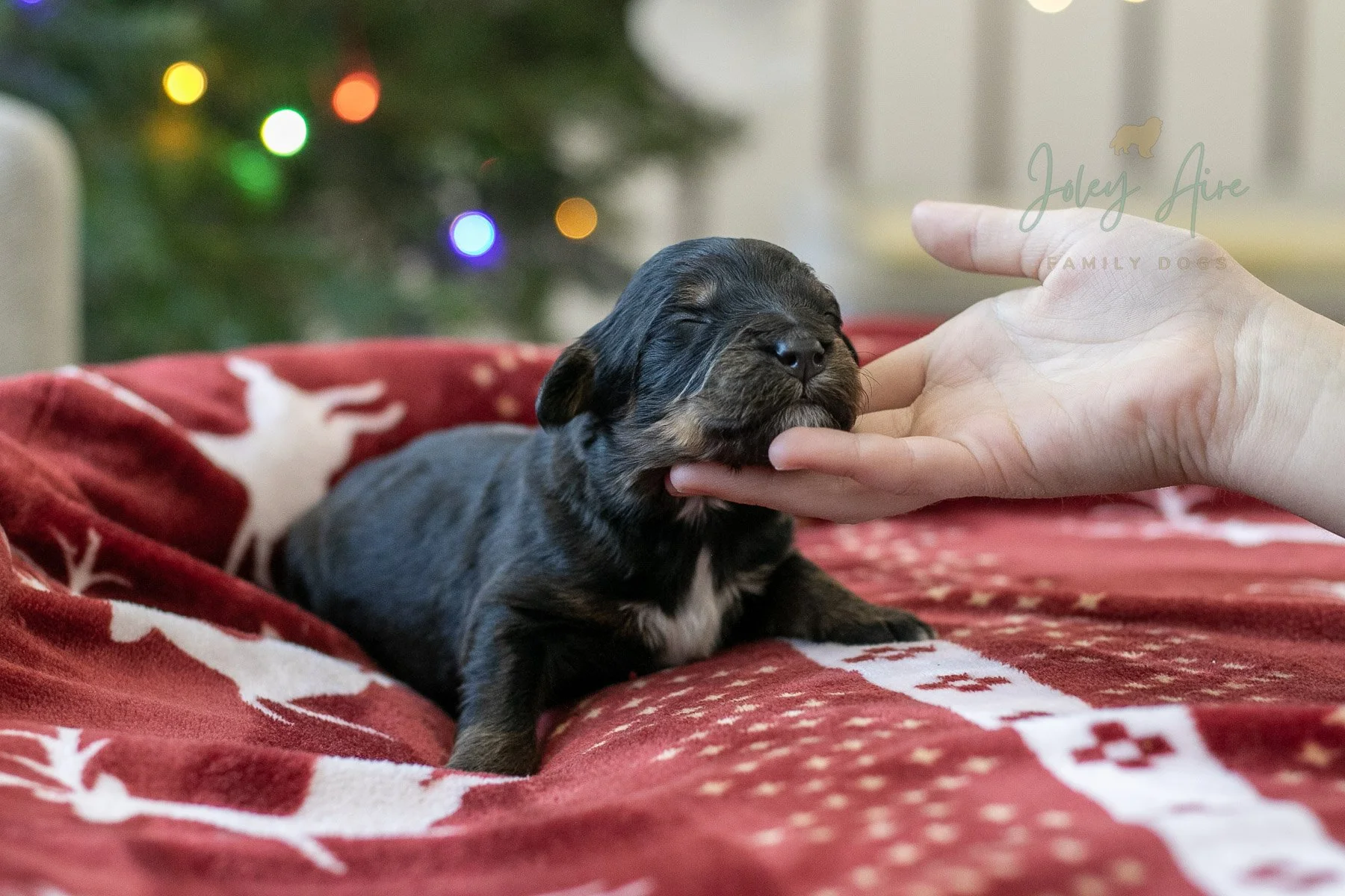 Prince Charming | Phantom Male F1 Bernedoodle Puppy in Illinois
