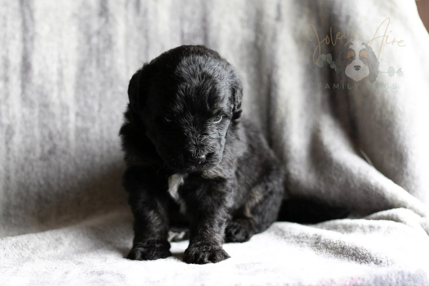 Andy Warhol Bernedoodle Puppy-116.jpg