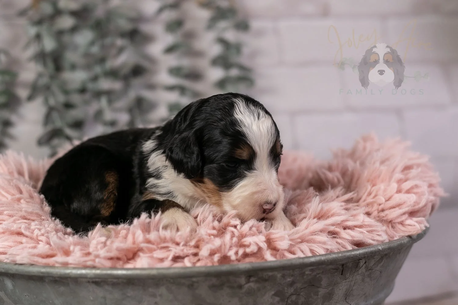 Harmonica Bernedoodle Puppy-34.jpg