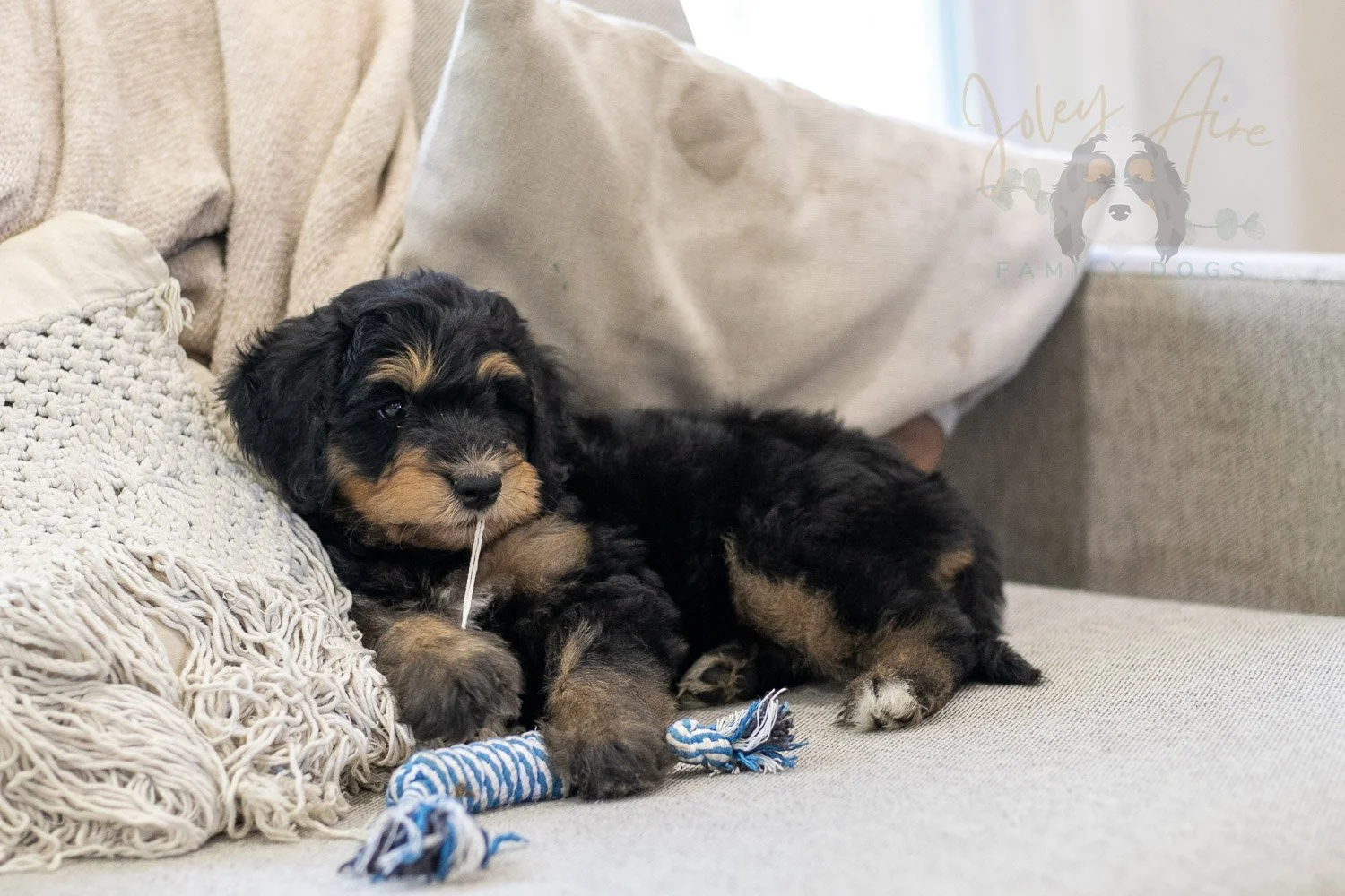 Mini Mae Bernedoodle Puppy-355.jpg