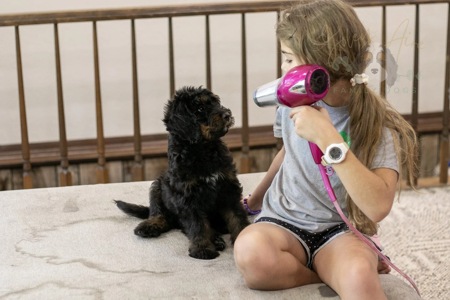Olympic Bernedoodle Puppy-470.jpg
