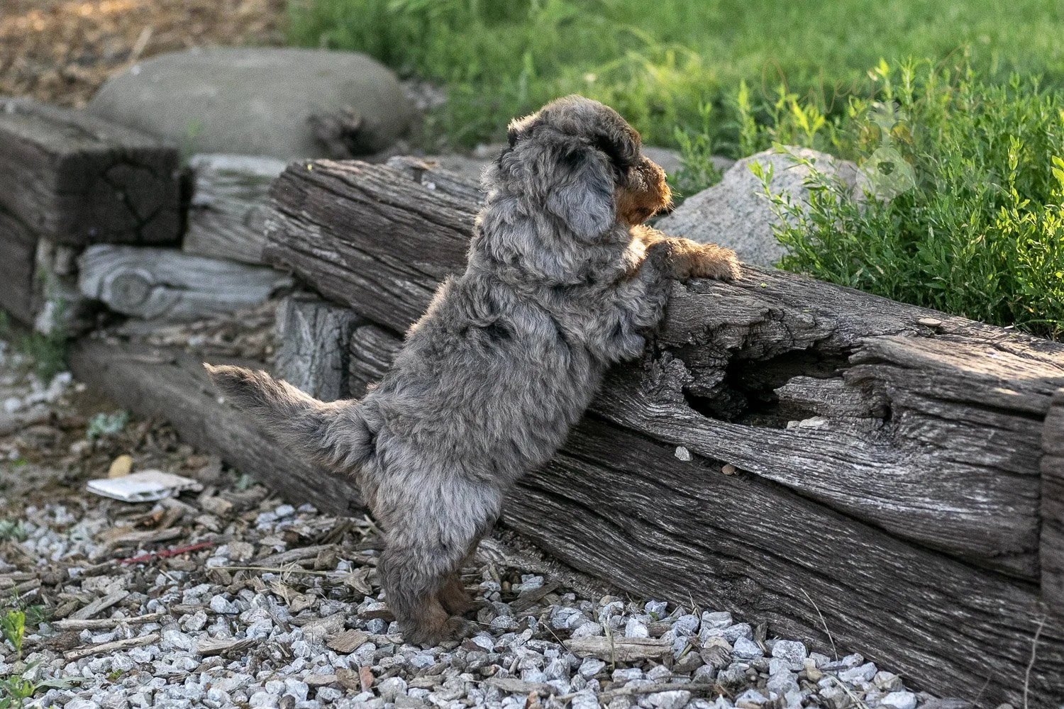 Flute Bernedoodle Puppy-11.jpg