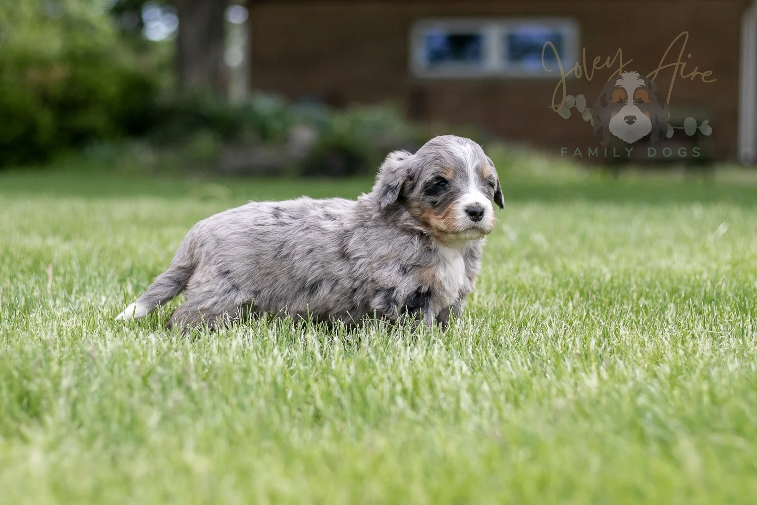 Drum Bernedoodle Puppy-23.jpg
