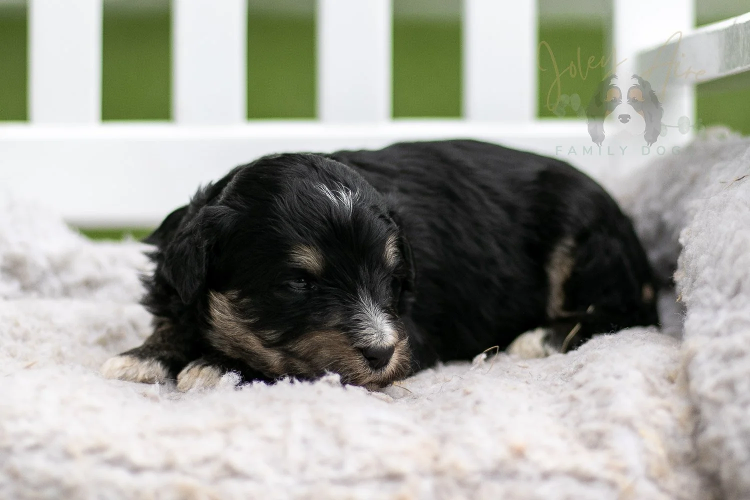 Georgia O'Keefe Bernedoodle Puppy-687.jpg
