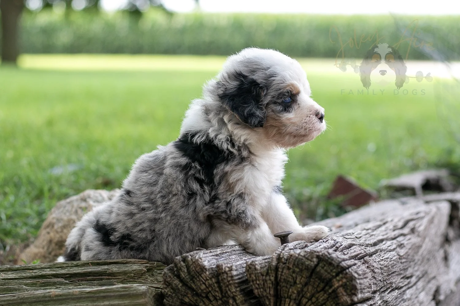 Pablo Picaso Bernedoodle Puppy-203.jpg