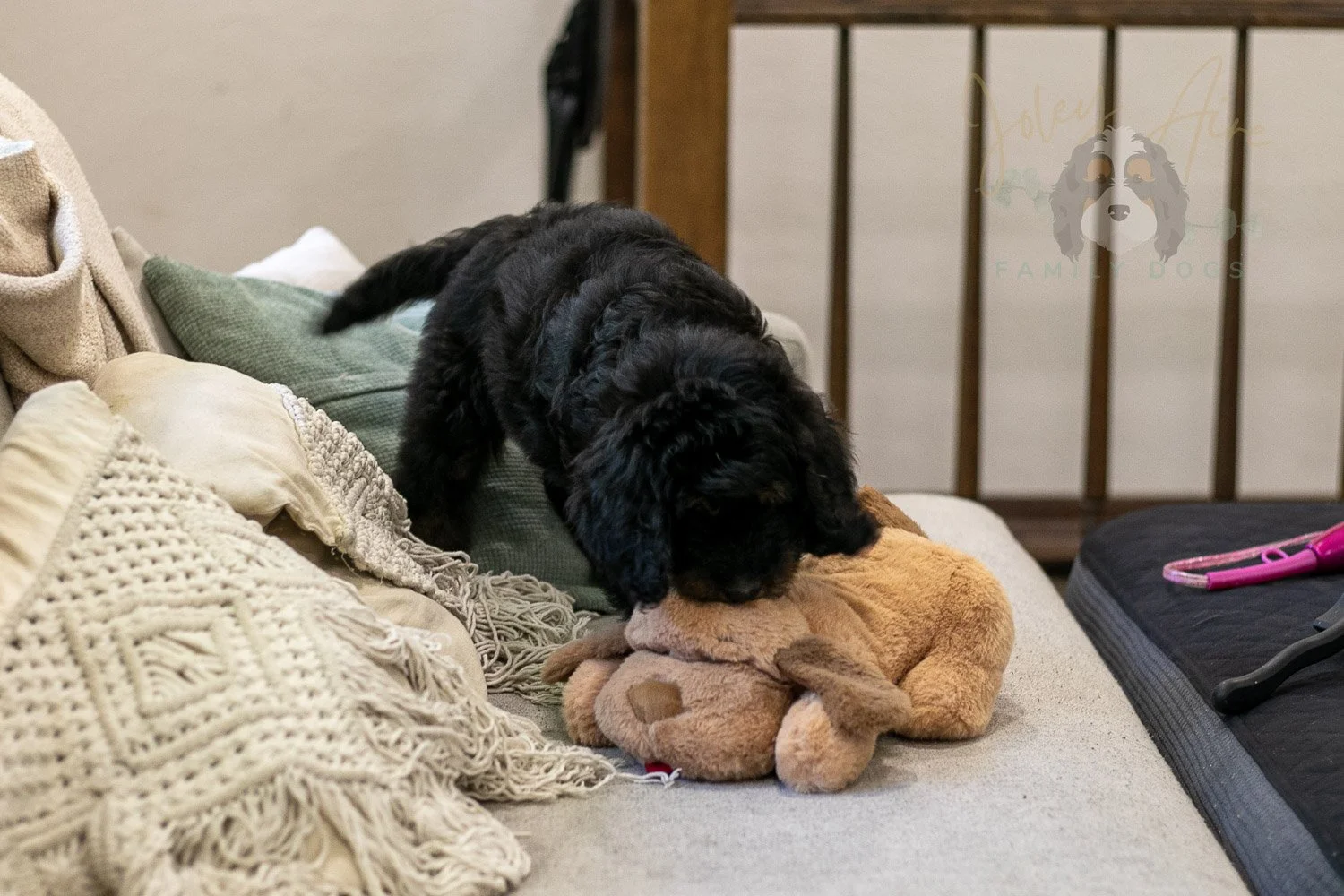 Olympic Bernedoodle Puppy-454.jpg