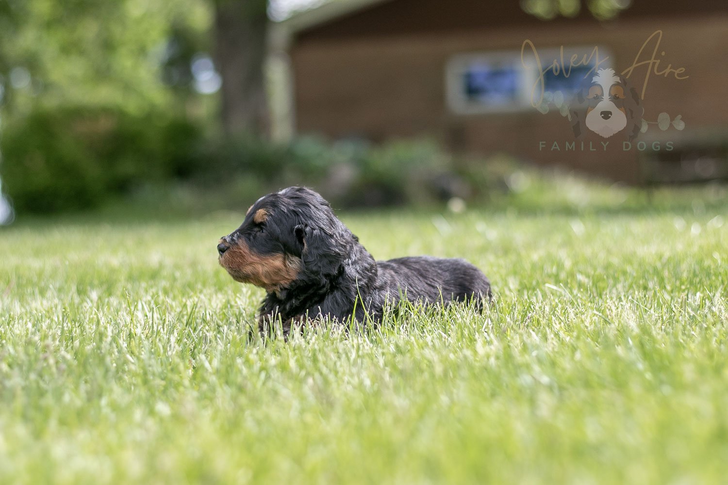 Guitar  Bernedoodle Puppy-111.jpg